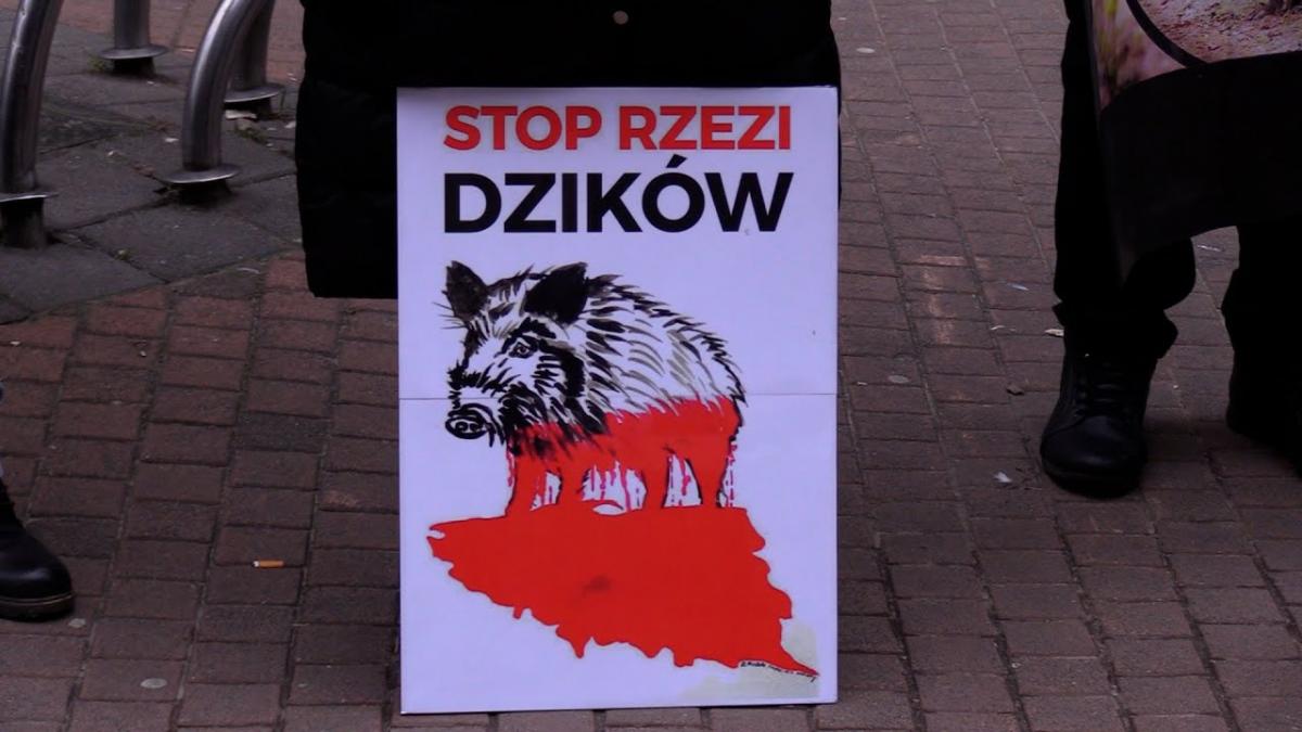 Wiceminister zapowiada masowy odstrzał dzików, aktywiści protestują