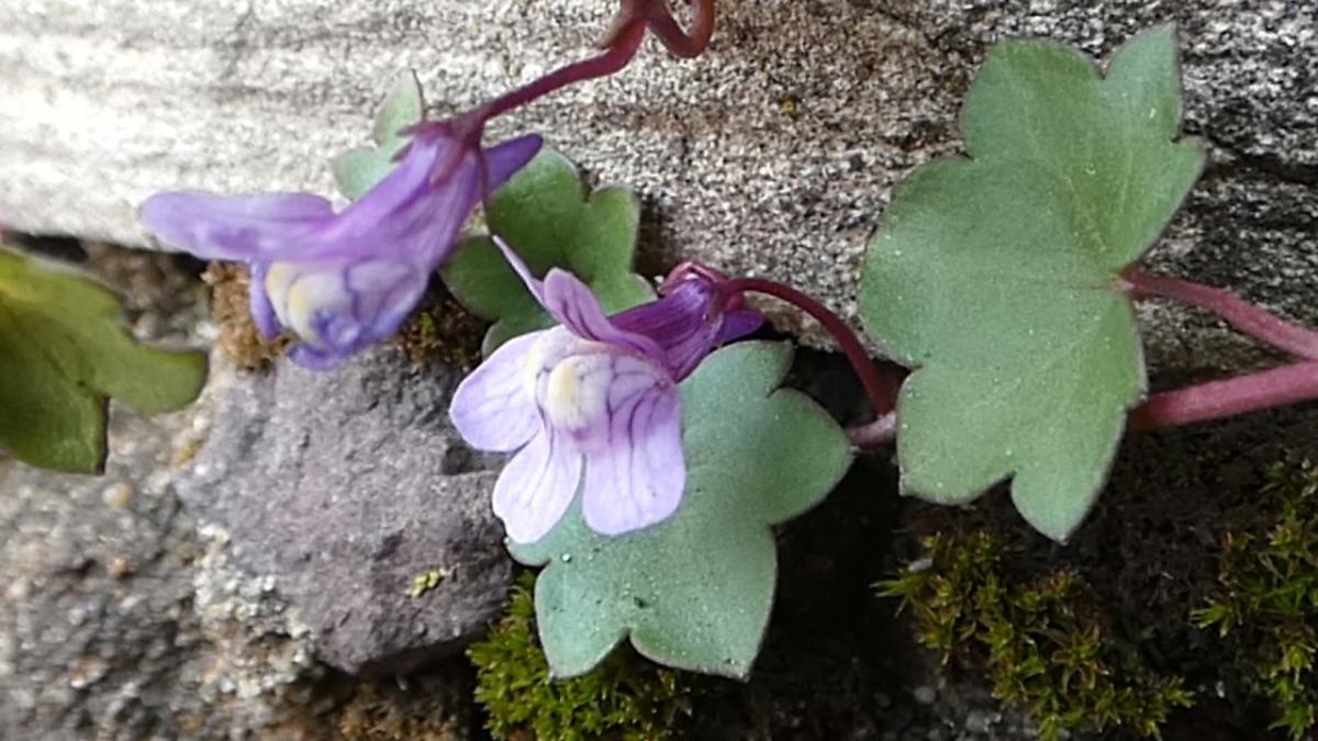 Cymbalaria bluszczykowa