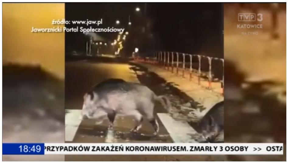 Jaworznickie dziki w Aktualnościach TVP 3
