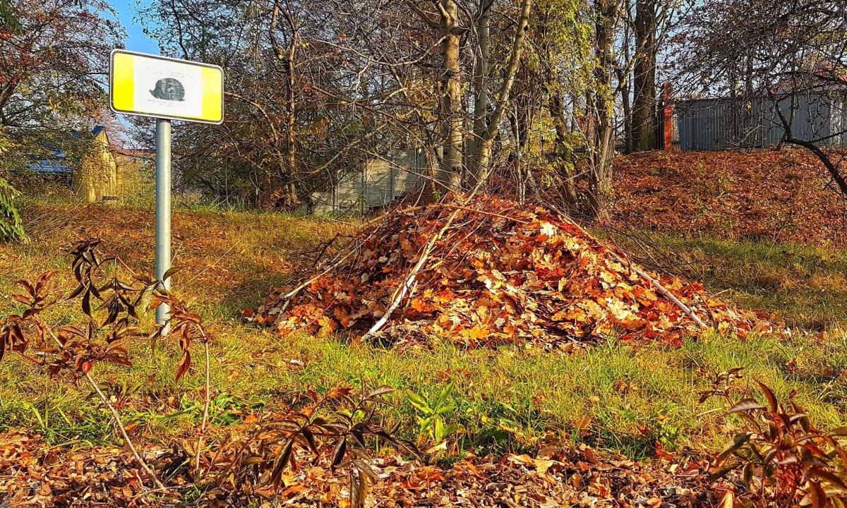 Dzień Jeża - Jak możemy pomóc im przetrwać zimę?