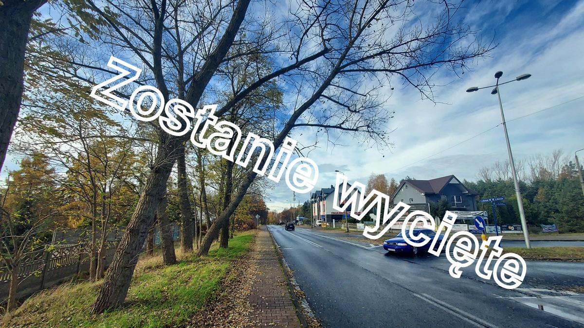 Drzewo na ul. Moniuszki zostanie wycięte, wystarczyło 20 minut. Dziękujemy MZDiM