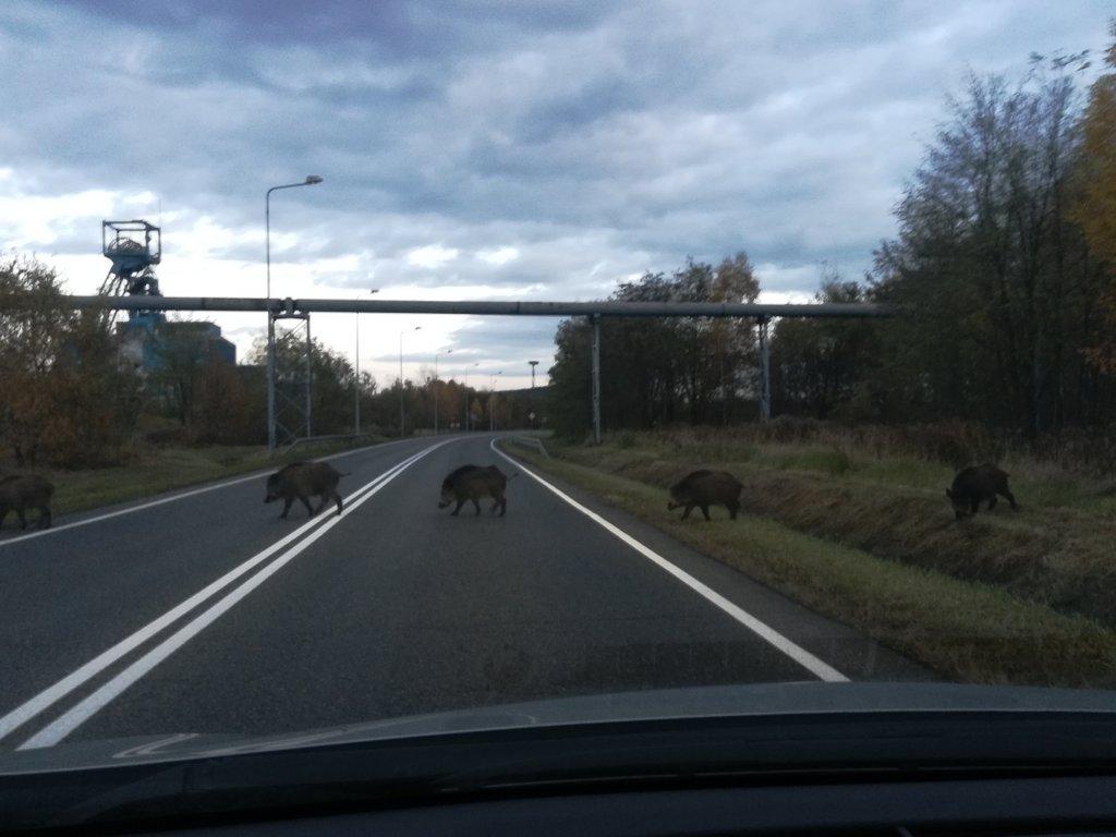 Dziki na ulicy