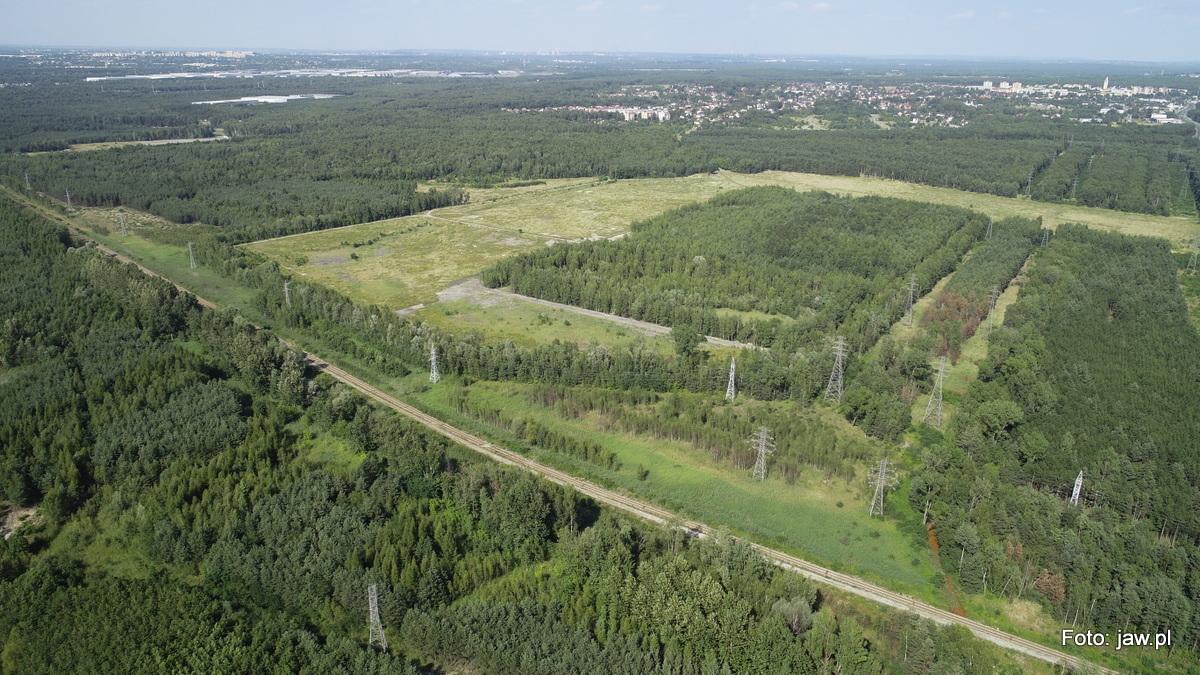 Przełomowe porozumienie w sprawie wycinki lasów
