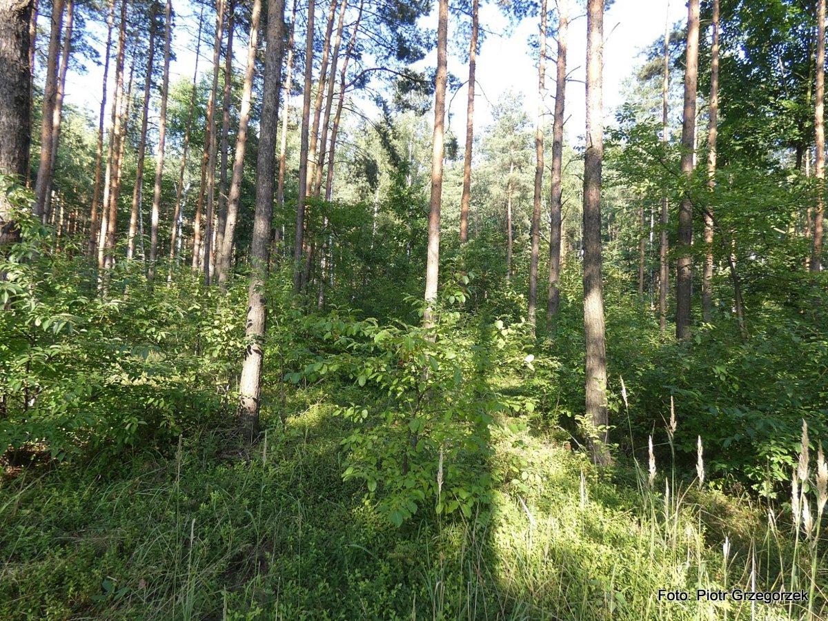 Ostatnie lato na Izerze - Piątek 13 sierpnia 2021