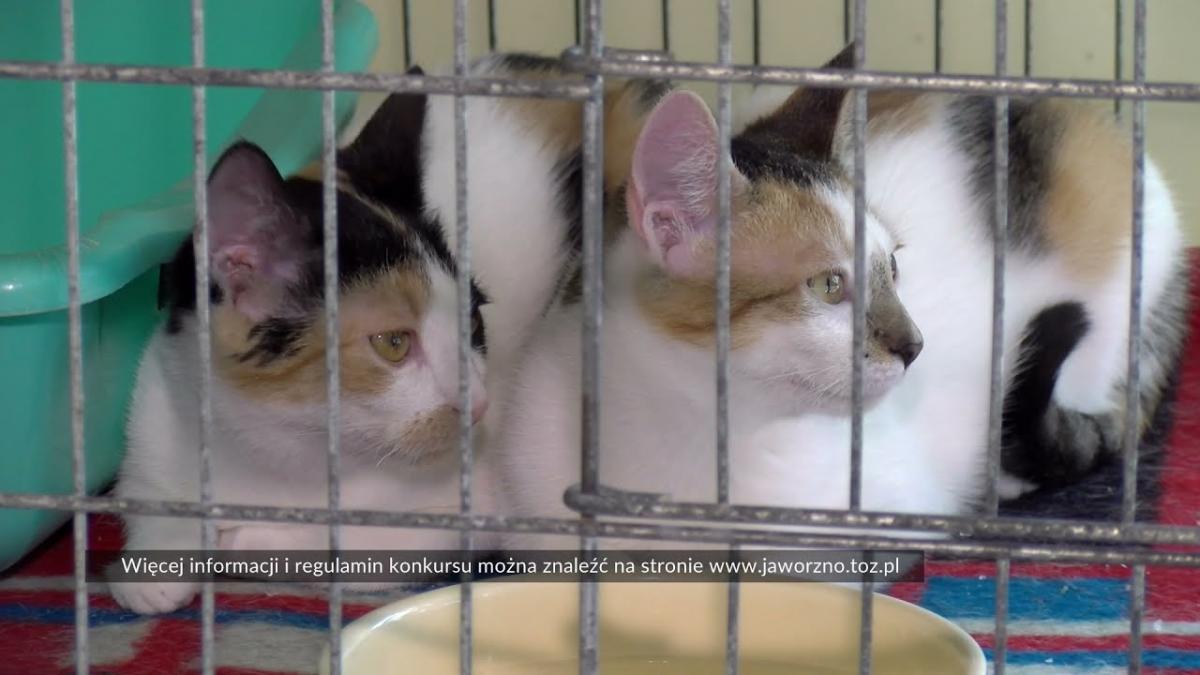 TOZ Jaworzno zaprasza dzieci do udziału w konkursie 