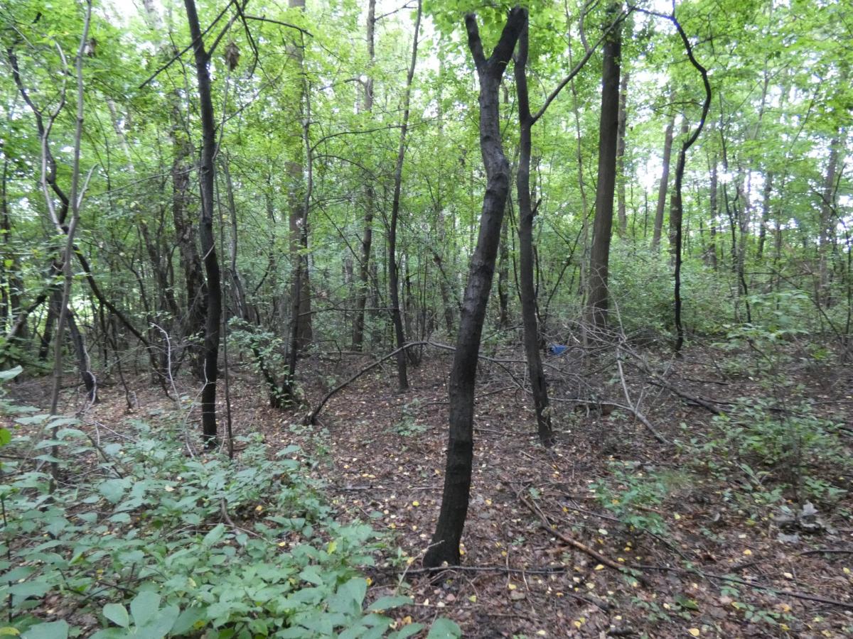 Prawie las - Mysłowice Brzezinka