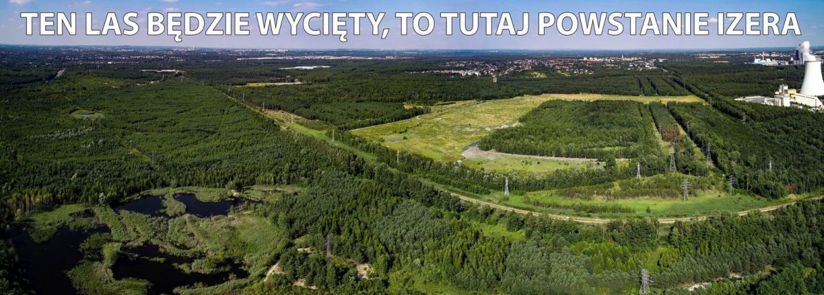 Tego lasu wkrótce tu nie będzie. Zobacz las który wytną pod budowę #Izera w Jaworznie