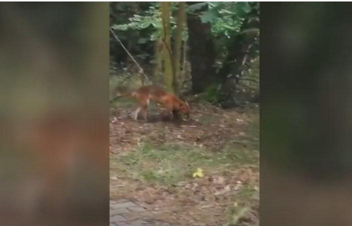 Spotkanie z lisem na ścieżce rowerowej