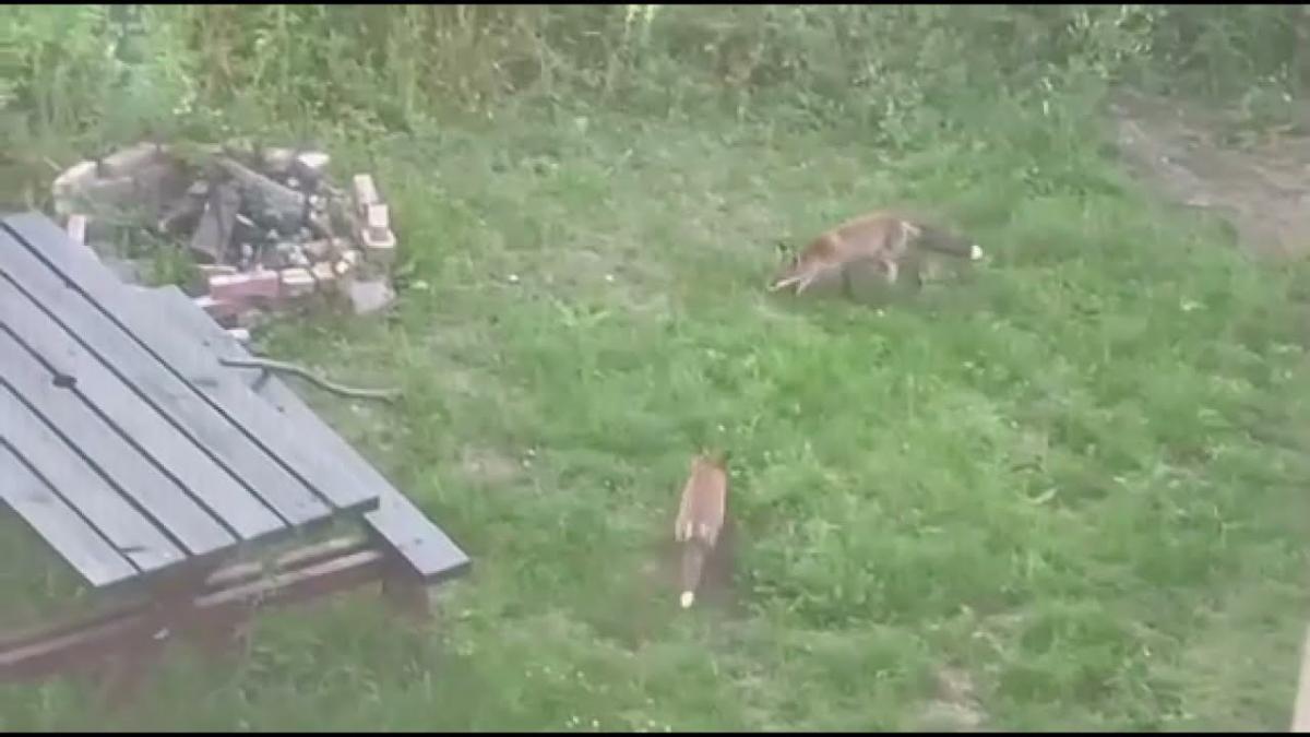 Lisy wchodzą na podwórko. Złodziejaszki kradną buty
