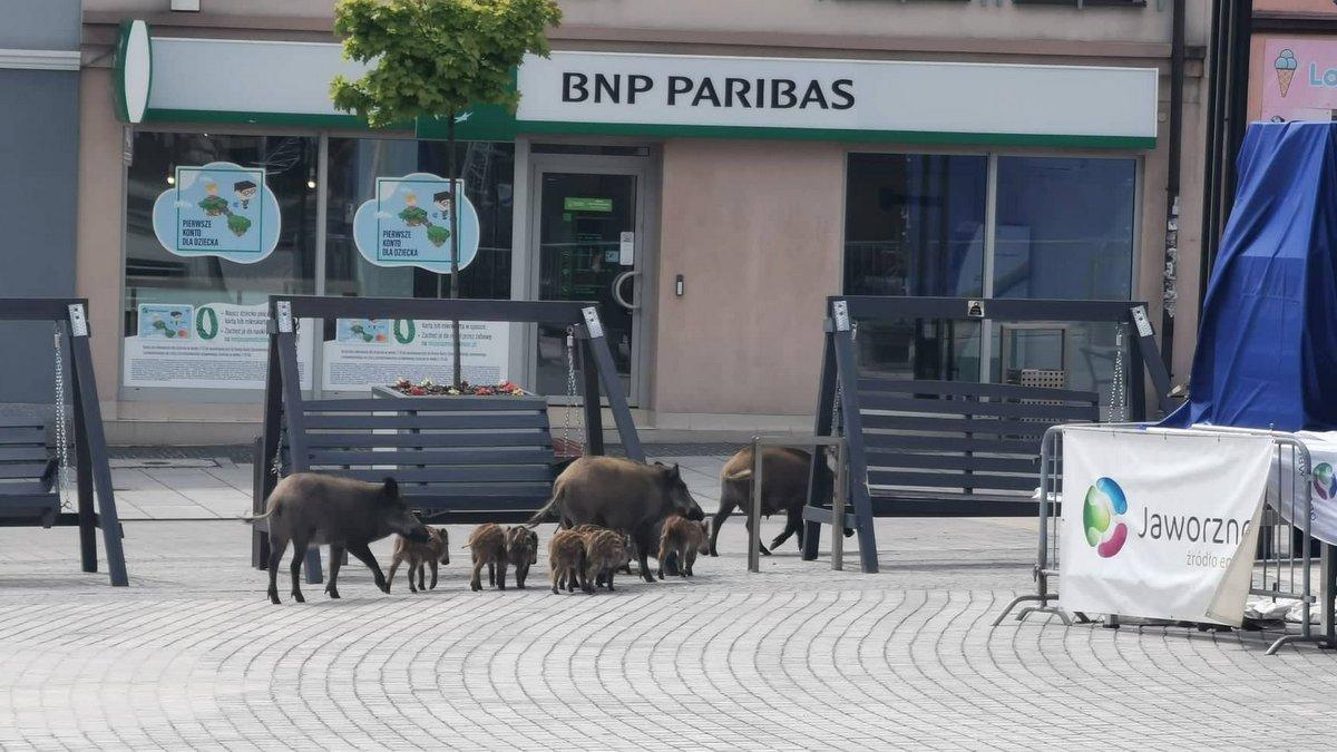 Wataha dzików w samo południe na rynku. Panie prezydencie! Czas na konkretne działania!