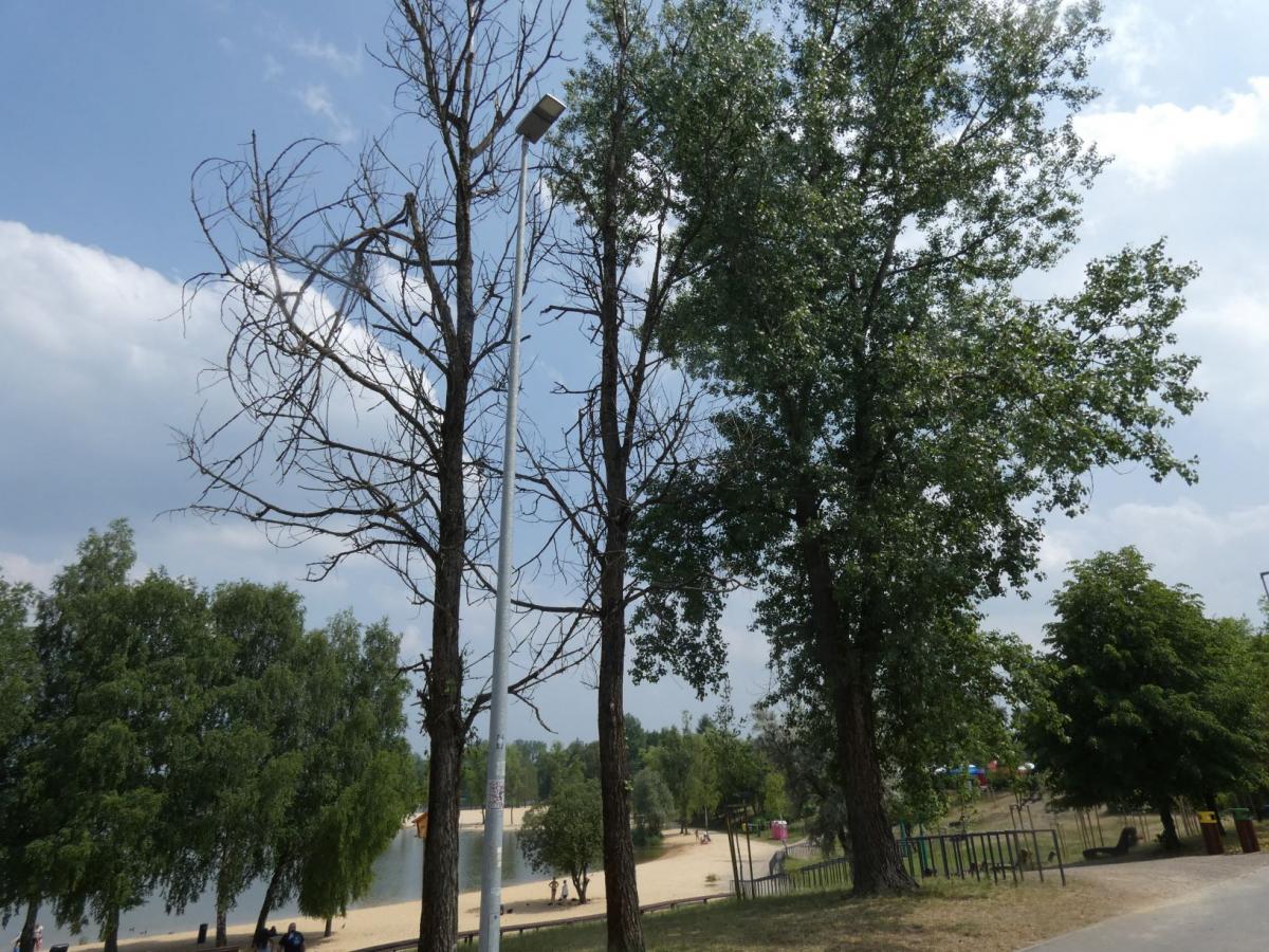 Martwe drzewa nad Sosiną