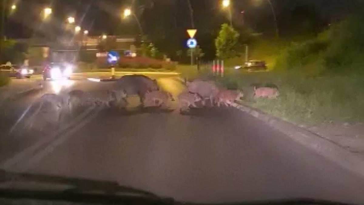 Stado dzików w centrum Jaworzna