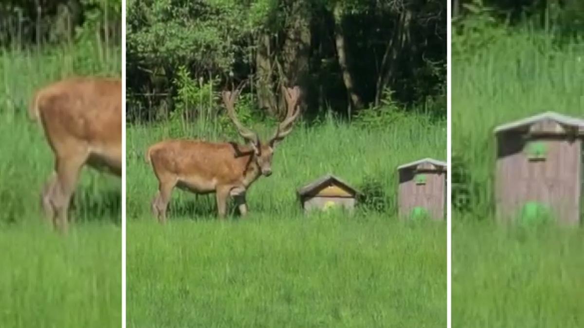 Okazały Jeleń w Jeleniu