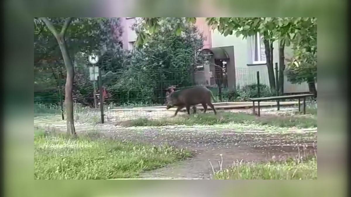 Poranny spacer dzików