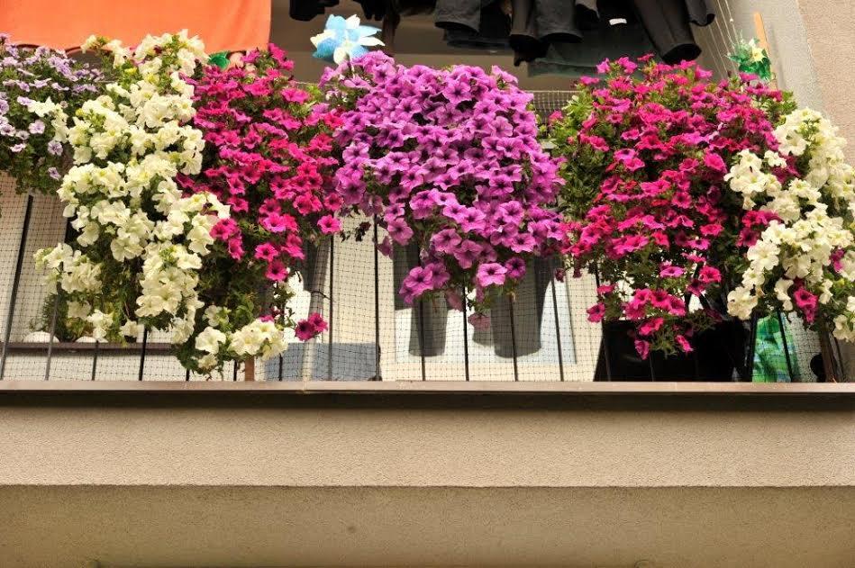 Rusza kolejna edycja konkursu na najładniejszy balkon i ogródek