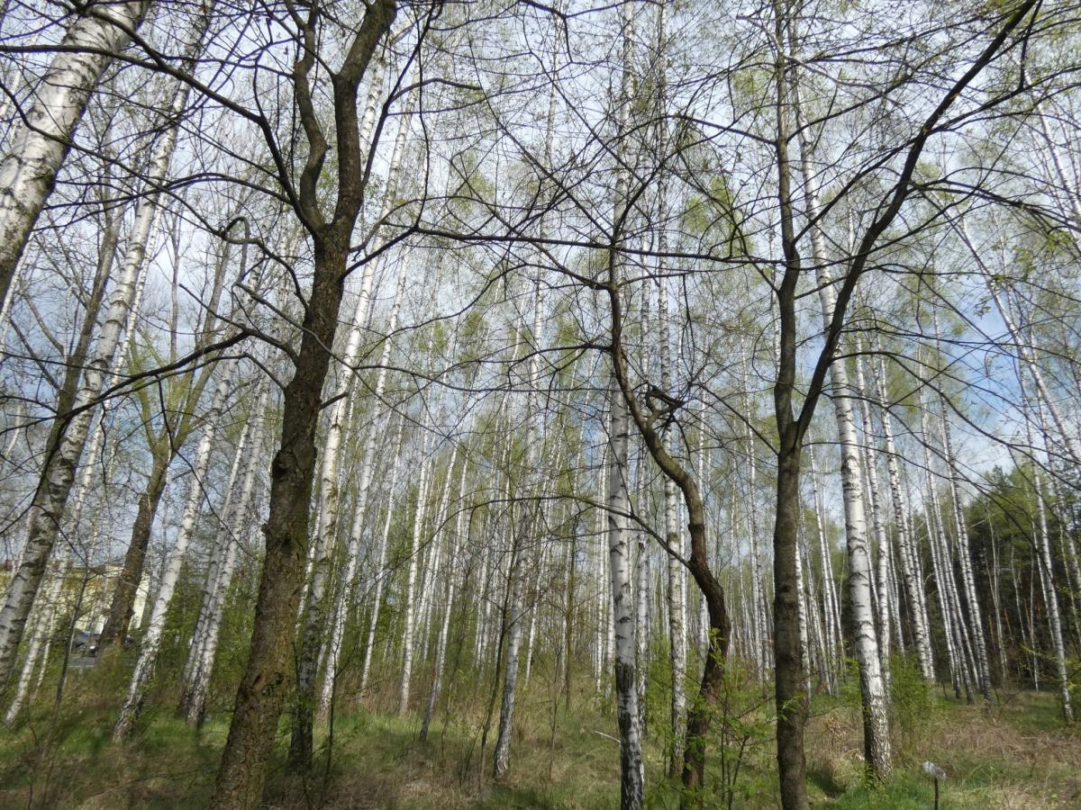 Wiosna w brzezinie