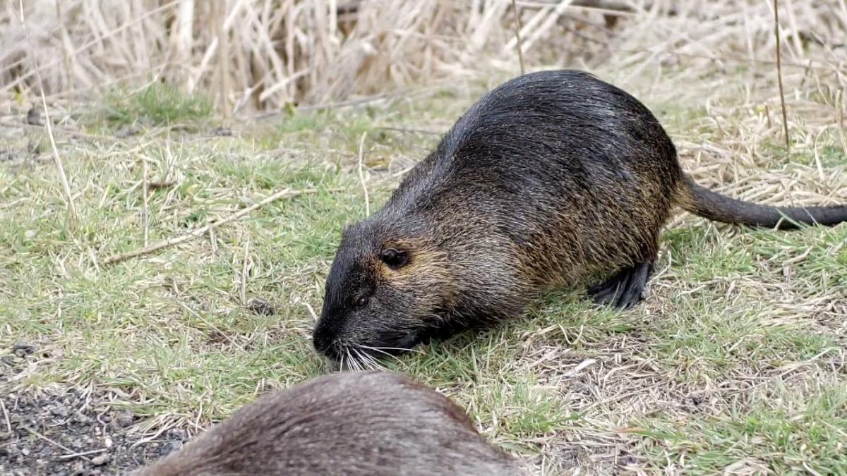 Nutrii jest już kilkadziesiąt, przeniosły się również w kilka innych miejsc w Byczynie