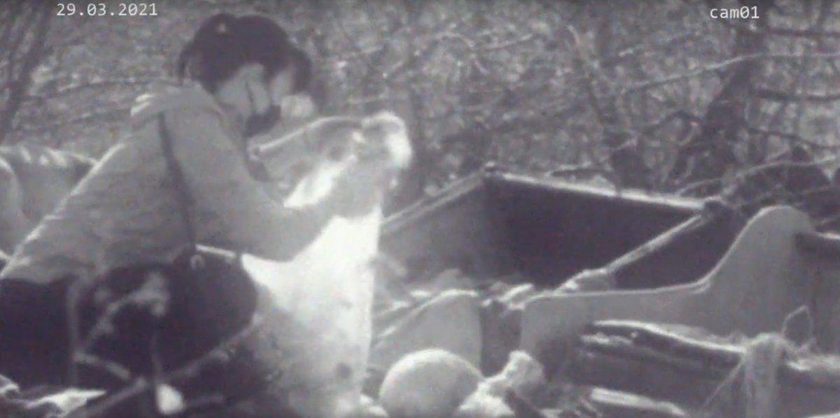 Fotopułapka złapała nielegalnego sprzątacza śmieci!