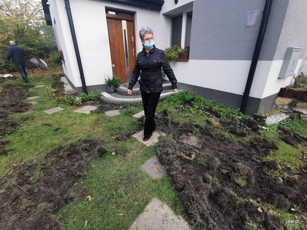 Dziki zdewastowały jej cały ogródek