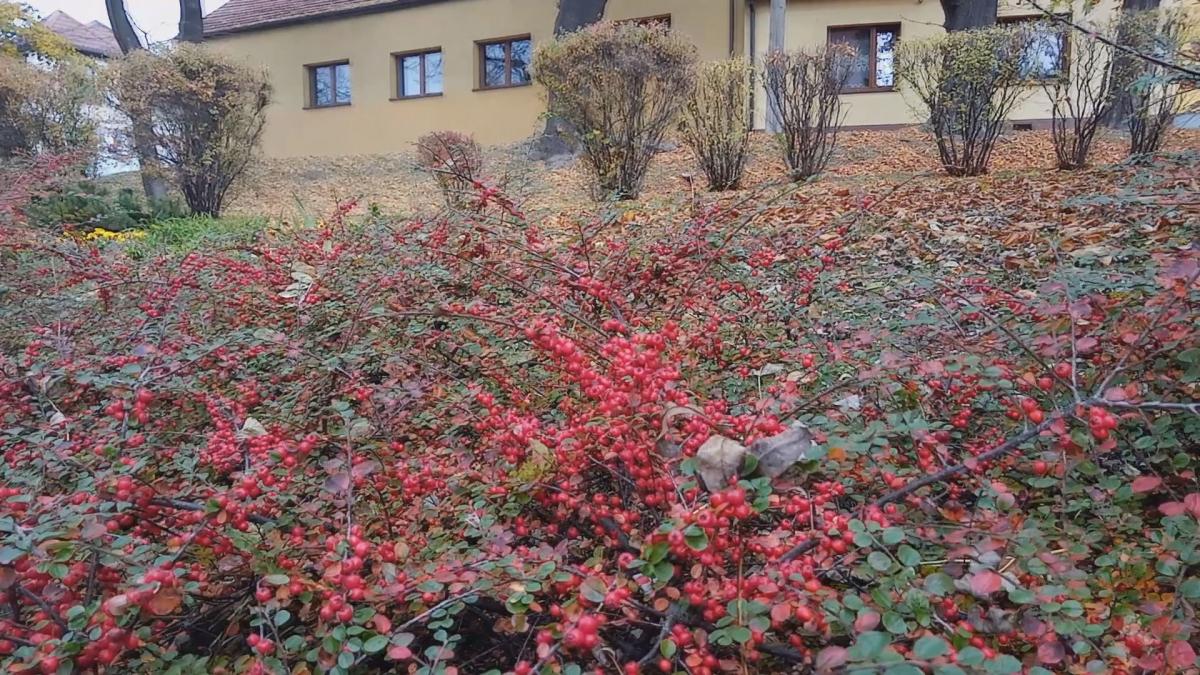 Jaworzno mało znane - cmentarz widmo