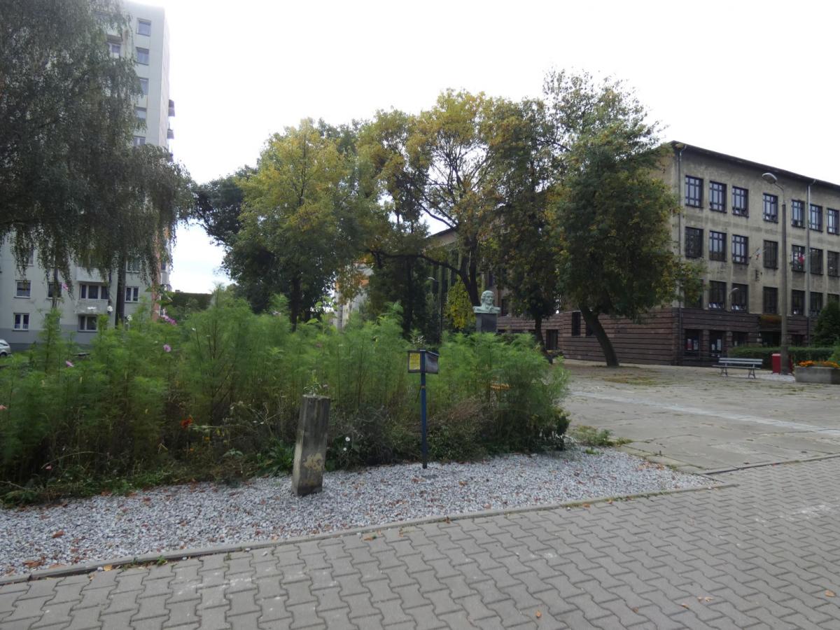 Prawie kwietna łąka