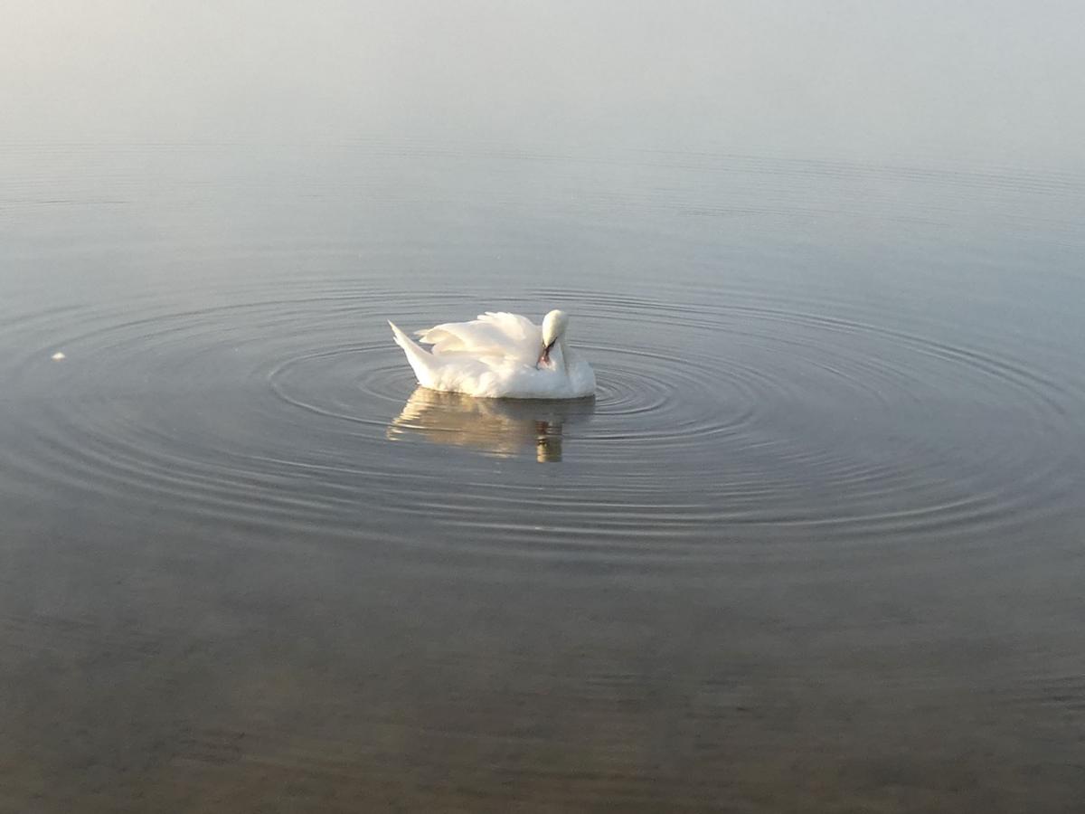 Jezioro Łabędzie
