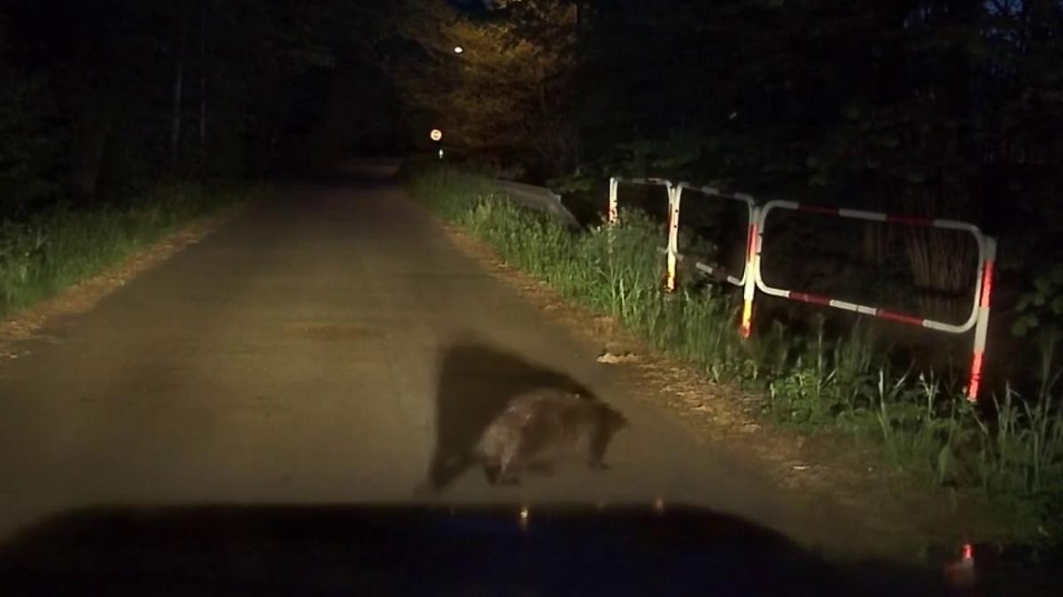 Spotkanie z bobrem na ulicy w Ciężkowicach