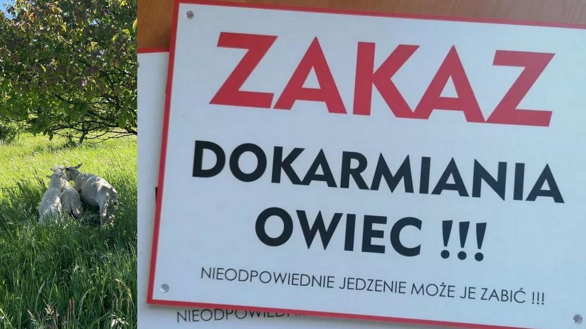 Zginęły owce. Ktoś nakarmił je owocami