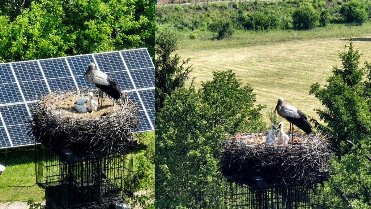 Trzy młode bociany wykluły się w Jaworznie