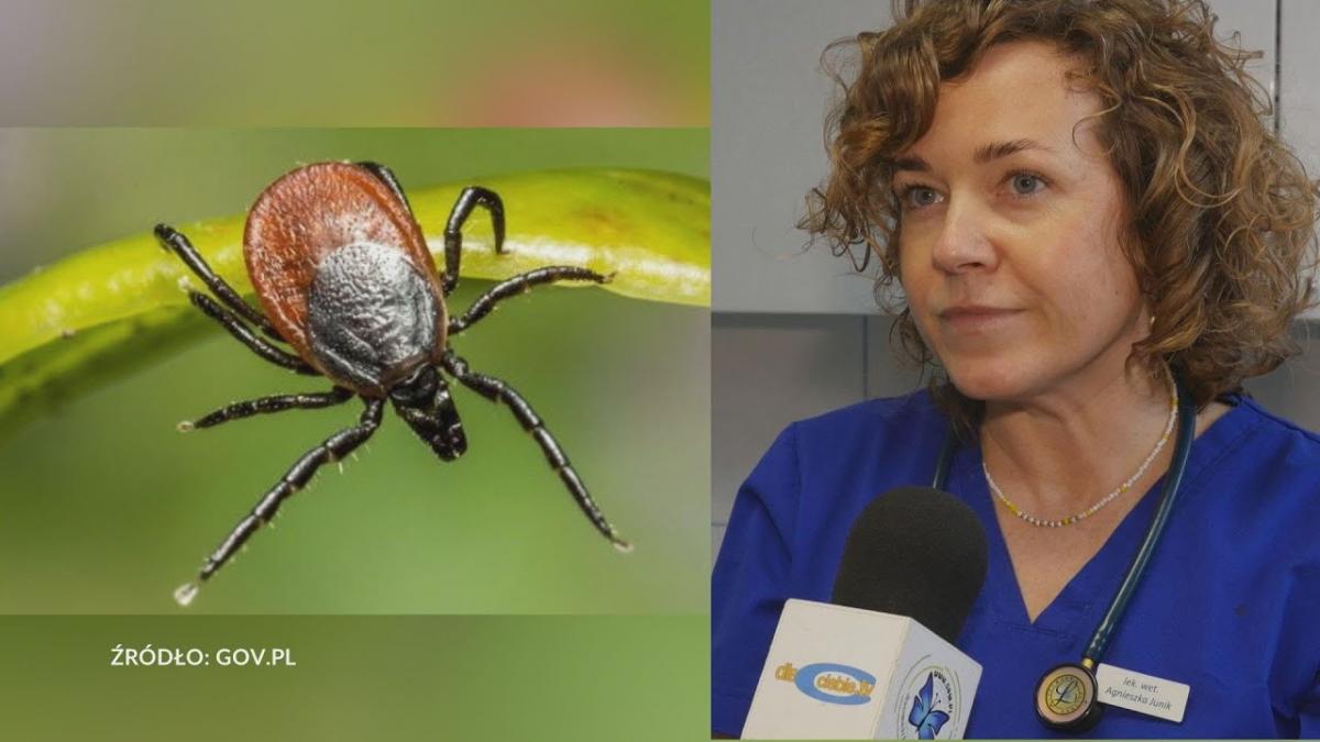 Nowa odmiana ogromnych kleszczy typu Hyalomma atakuje ludzi i zwierzęta