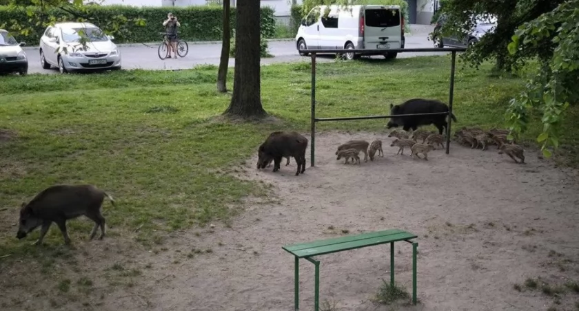 Odstrzał dzików w Jaworznie