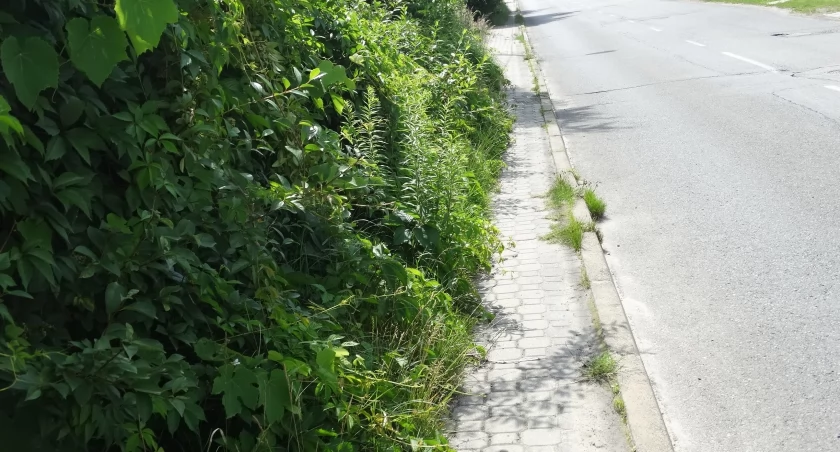 To jeszcze chodnik czy już trawnik?