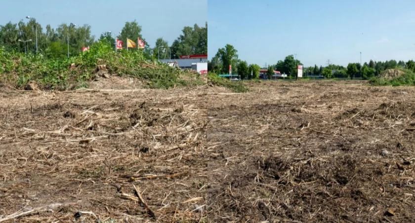 Wycięte drzewa na Borach 