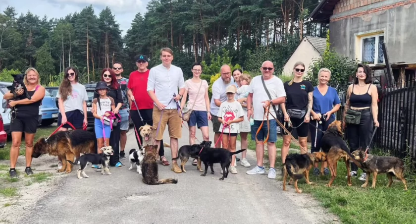 Weź na spacer psa do adopcji z Artemidy i promuj pomaganie zwierzętom