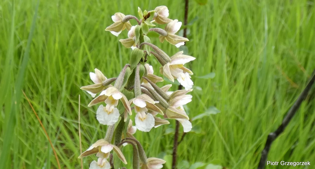 Kruszczyk błotny – Epipactis palustris