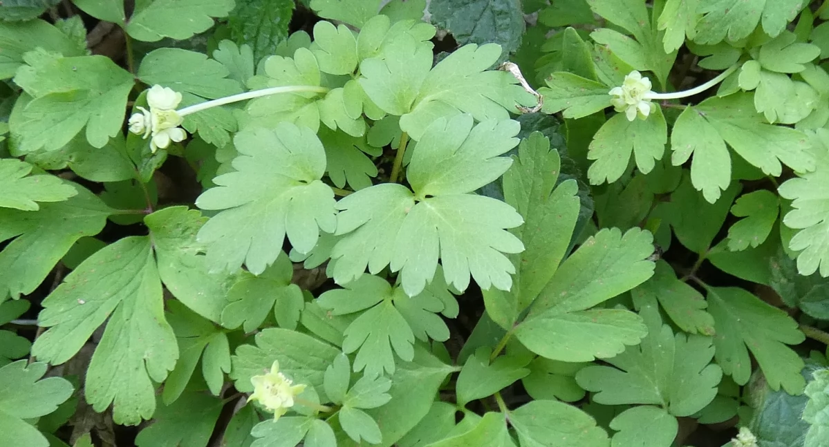 Piżmaczek wiosenny - Adoxa moschatelina