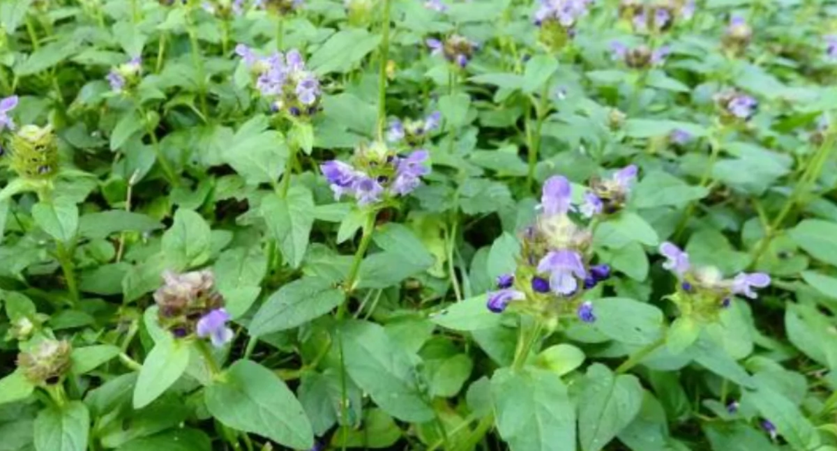 Głowienka pospolita – Prunella vulgaris