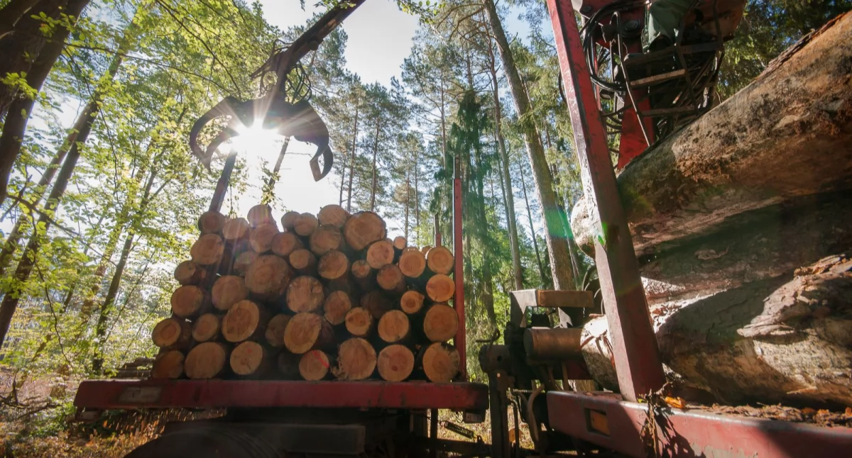 Lasy Państwowe apelują do Ministerstwa Klimatu i Środowiska - Drewno surowcem strategicznym
