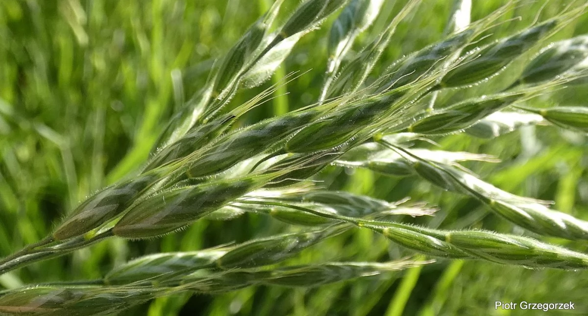 Stokłosa miękka – Bromus hordeaceus