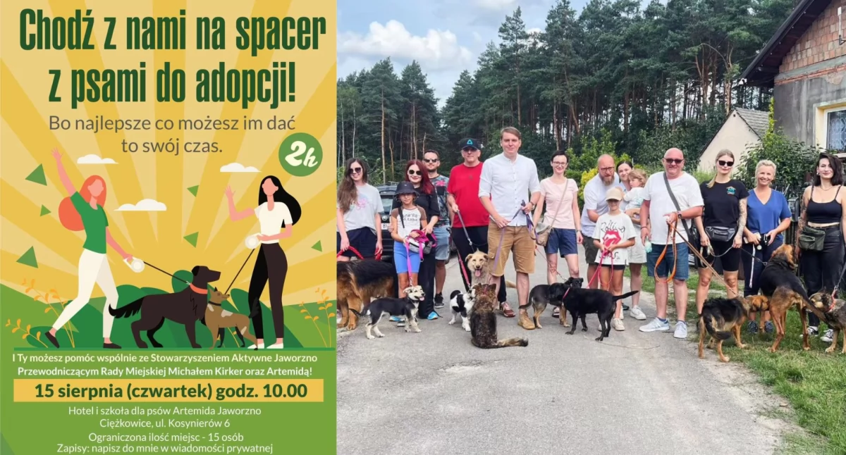 Spacer z psami do adopcji – dołącz 15 sierpnia i pomóż zwierzętom