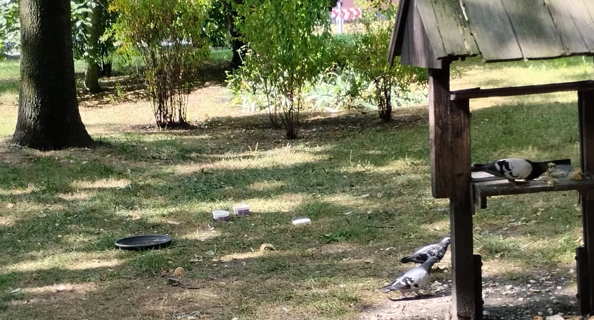 Jak Chrzanów rozwiązał problem gołębi?