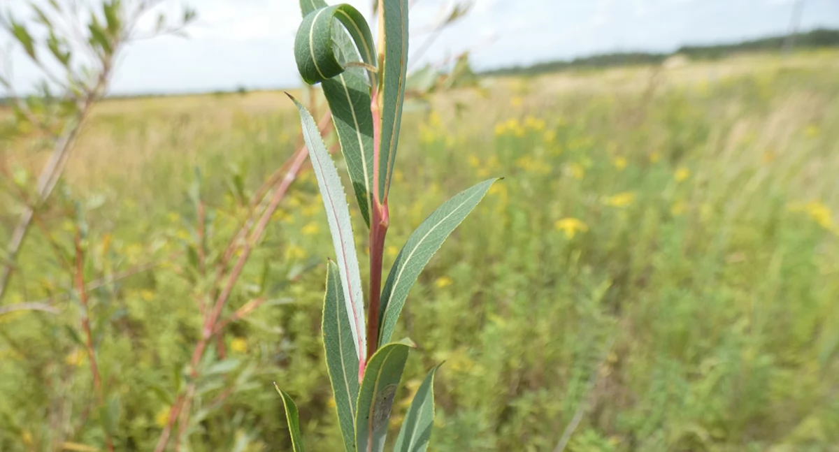 Izera po raz kolejny - flora mokradeł i bagien