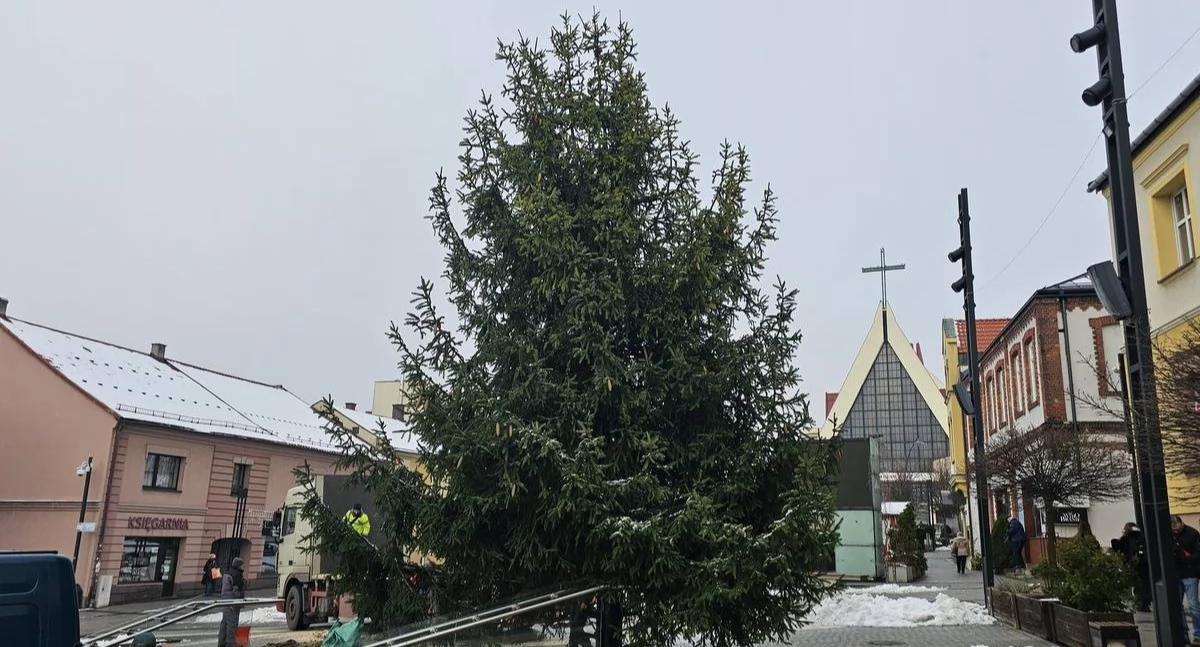 MZDiM szuka choinki bożonarodzeniowej