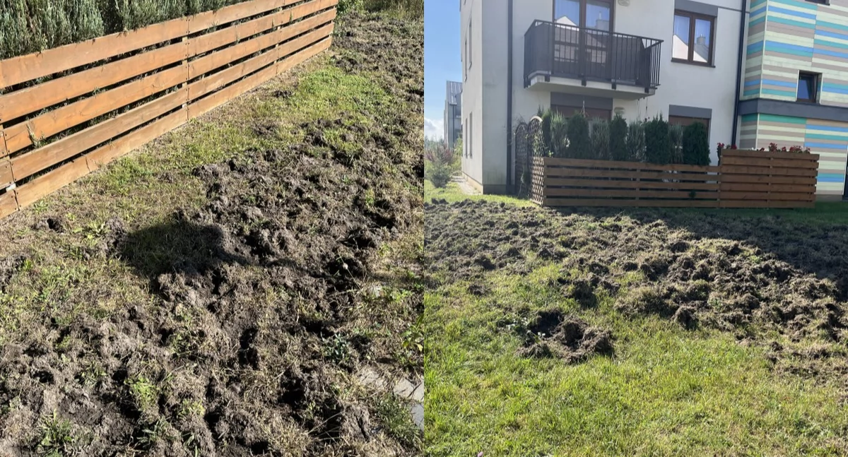 Dziki zdewastowały Osiedle na Geosferze w Jaworznie