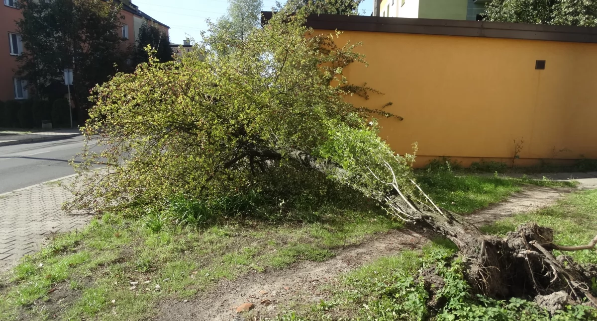 Powalone drzewo na ul. Matejki