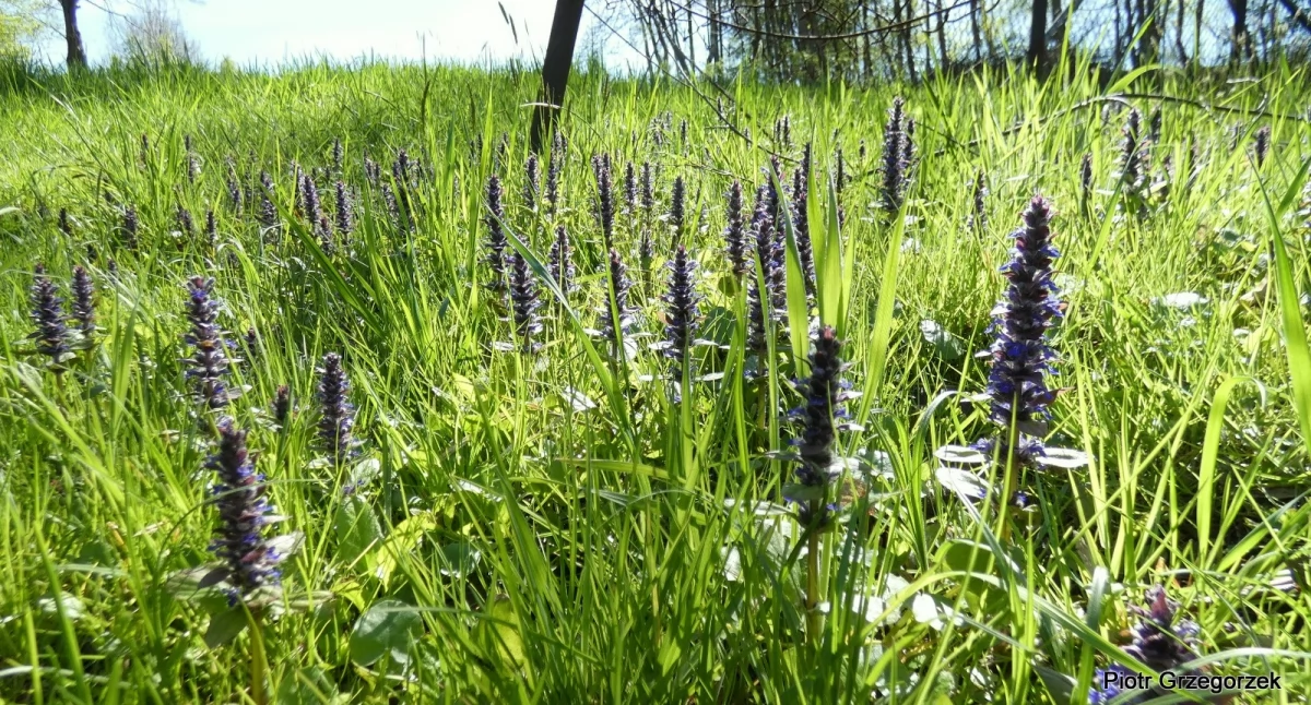 Dąbrówka rozłogowa - Ajuga reptans