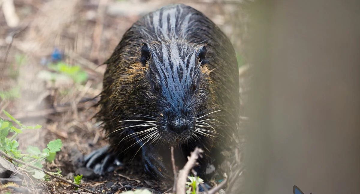 Nutrie będą mieć azyl? Do GDOŚ trafił wniosek o utworzenie schronienia