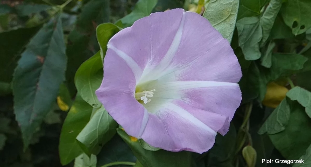 Kielisznik nadobny - Calystegia xpulchra 
