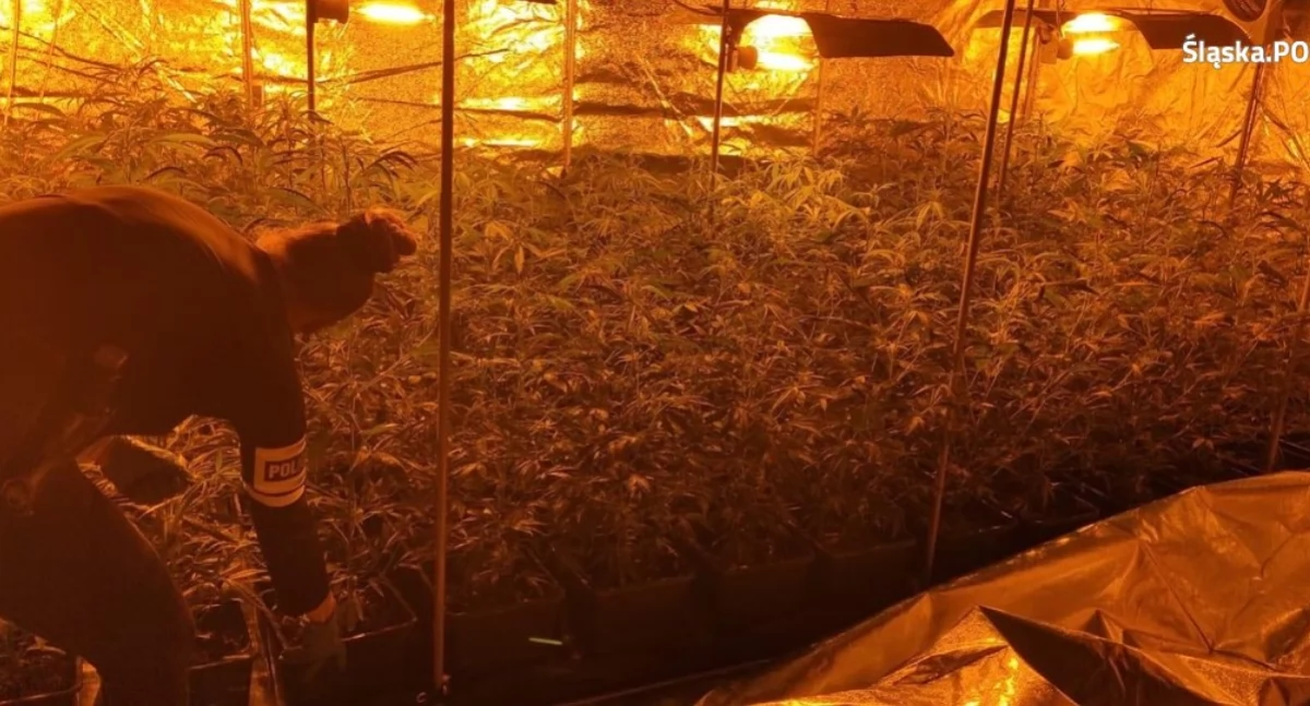 Plantacja marihuany w Jaworznie zlikwidowana