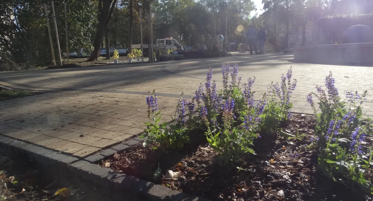 Czas na zieleń! Szczakowski skwer coraz bardziej okazały